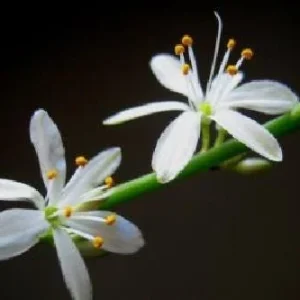 Ocean Spider Plant Live Plant – Air Purifying Houseplant – 3.5