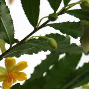 Ochna Serrulata Mickey Mouse Bush Live Plant – 1-2 ft Tall – 3 Gal Pot - Image 2