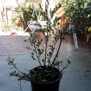 Ochna Serrulata Mickey Mouse Bush Live Plant – 1-2 ft Tall – 3 Gal Pot - Image 1