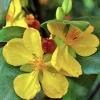 Ochna Serrulata Mickey Mouse Plant - Live Shrub in 4" Pot, Outdoor - Image 1