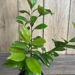 Ochna Serrulata Mickey Mouse Plant - Live Shrub in 4" Pot, Outdoor - Image 2