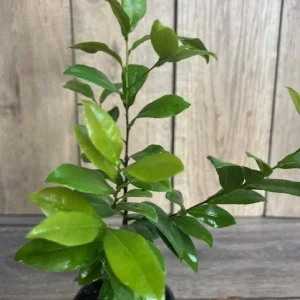 Ochna Serrulata Mickey Mouse Plant - Live Shrub in 4