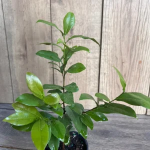 Ochna Serrulata Mickey Mouse Plant - Live Shrub in 4