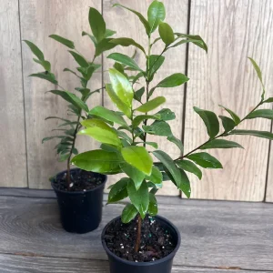 Ochna Serrulata Mickey Mouse Plant - Live Shrub in 4