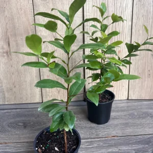 Ochna Serrulata Mickey Mouse Plant - Live Shrub in 4