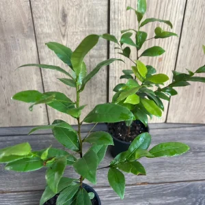 Ochna Serrulata Mickey Mouse Plant - Live Shrub in 4