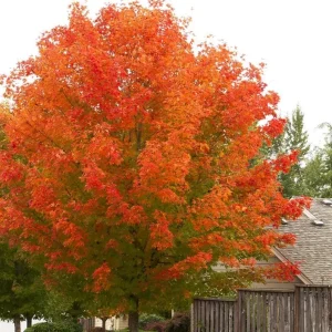 October Glory Maple Live Plant – 2.5 inch Pot – Bright Fall Foliage Shade Tree - Image 2