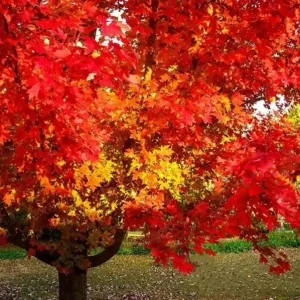 October Glory Maple Live Plant – 2.5 inch Pot – Bright Fall Foliage Shade Tree - Image 4