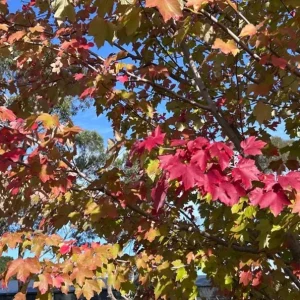 October Glory Maple Live Plant – 2.5 inch Pot – Bright Fall Foliage Shade Tree - Image 5