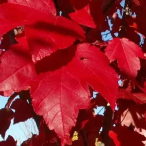 October Glory Maple Live Plant – 2.5 inch Pot – Bright Fall Foliage Shade Tree - Image 6