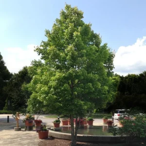 October Glory Maple Live Plant – 2.5 inch Pot – Bright Fall Foliage Shade Tree - Image 8