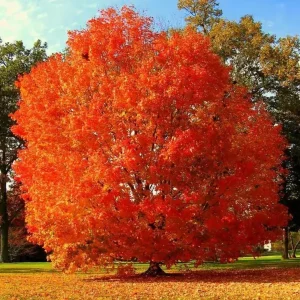 October Glory Maple Live Plant – 2.5 inch Pot – Bright Fall Foliage Shade Tree - Image 1