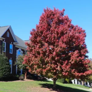 October Glory Maple Live Plant – 2.5 inch Pot – Bright Fall Foliage Shade Tree - Image 9