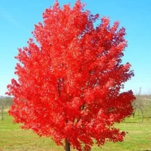 October Glory Maple Live Plant – Fast Growing Red Shade Tree – Quart Pot - Image 2