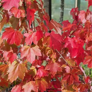 October Glory Maple Tree Live Plant - Vibrant Red Fall Foliage Shade Tree, 1-2 ft Tall, 1 Quart Pot - Image 3