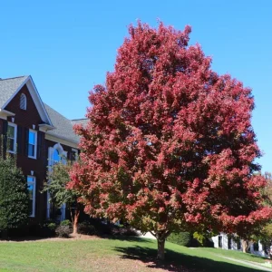 October Glory Maple Tree Live Plant - Vibrant Red Fall Foliage Shade Tree, 1-2 ft Tall, 1 Quart Pot - Image 4