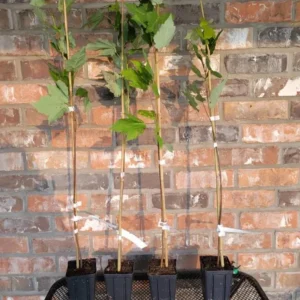 October Glory Maple Tree Live Plant - Vibrant Red Fall Foliage Shade Tree, 1-2 ft Tall, 1 Quart Pot - Image 5