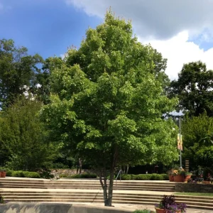 October Glory Maple Tree Live Plant - Vibrant Red Fall Foliage Shade Tree, 1-2 ft Tall, 1 Quart Pot - Image 6