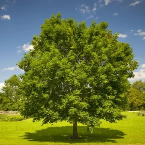 October Glory Maple Tree Live Plant - Vibrant Red Fall Foliage Shade Tree, 1-2 ft Tall, 1 Quart Pot - Image 7