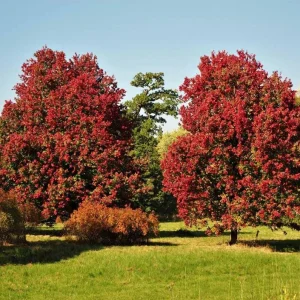 October Glory Maple Tree Live Plant - Vibrant Red Fall Foliage Shade Tree, 1-2 ft Tall, 1 Quart Pot - Image 9