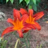 October Orange Daylily Live Plant - Bare Root - Vibrant Orange Bloom - Outdoor - Image 1