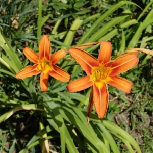 October Orange Daylily Live Plant - Bare Root - Vibrant Orange Bloom - Outdoor - Image 2