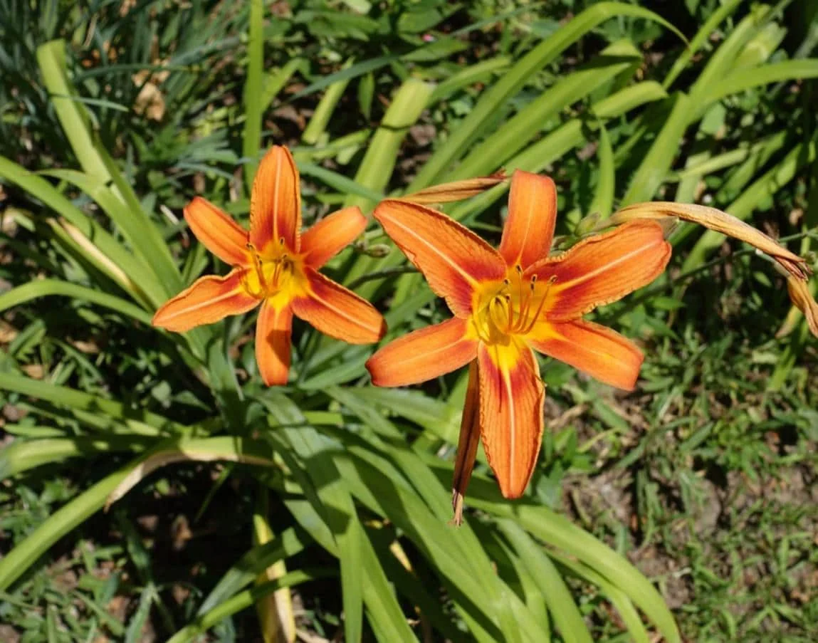 October Orange Daylily Live Plant - Bare Root - Vibrant Orange Bloom - Outdoor - Image 2