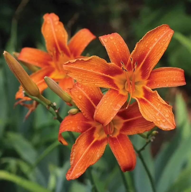 October Orange Daylily Live Plant - Bare Root - Vibrant Orange Bloom - Outdoor - Image 3