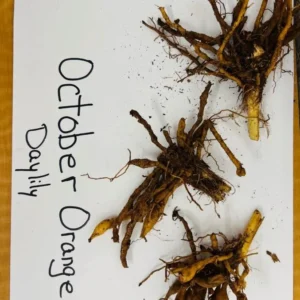 October Orange Daylily Live Plant - Bare Root - Vibrant Orange Bloom - Outdoor - Image 4