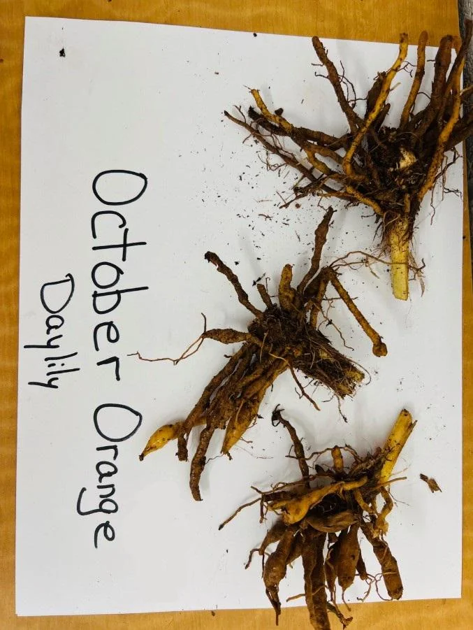 October Orange Daylily Live Plant - Bare Root - Vibrant Orange Bloom - Outdoor - Image 4