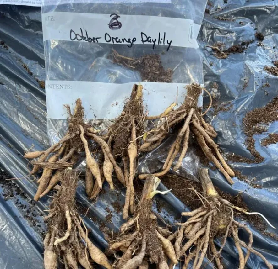 October Orange Daylily Live Plant - Bare Root - Vibrant Orange Bloom - Outdoor - Image 5