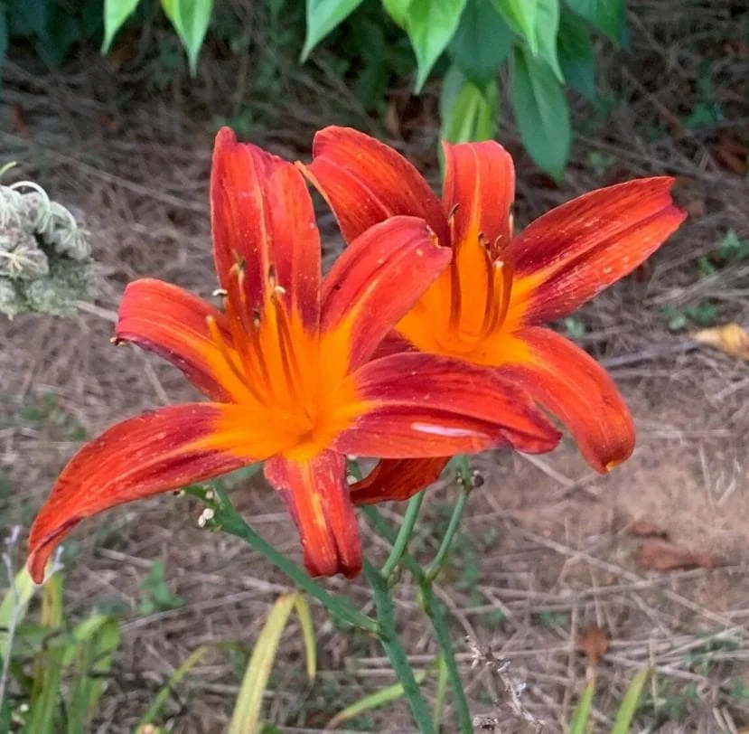 October Orange Daylily Live Plant - Bare Root - Vibrant Orange Bloom - Outdoor - Image 1