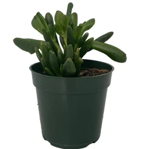 Ogre's Ear Jade Plant - Crassula ovata 'Gollum' - Live Succulent - 4 inch Pot - Image 1