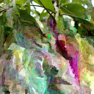 Ohio Buckeye Tree - Live Bare Root Plant, 12-16 Inch Tall (Aesculus glabra) - Image 4