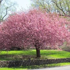 Okame Cherry Tree Live Plant – Early Blooming Ornamental – 1 Quart Pot - Image 10