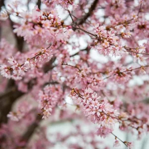 Okame Cherry Tree Live Plant – Early Blooming Ornamental – 1 Quart Pot - Image 3