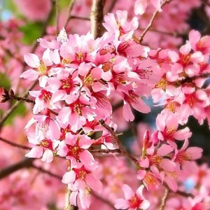 Okame Cherry Tree Live Plant – Early Blooming Ornamental – 1 Quart Pot - Image 4