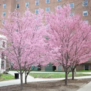 Okame Cherry Tree Live Plant – Early Blooming Ornamental – 1 Quart Pot - Image 5