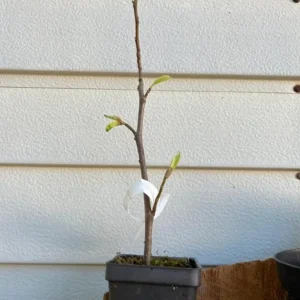 Okame Cherry Tree Live Plant – Early Blooming Ornamental – 1 Quart Pot - Image 6