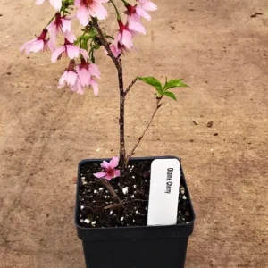 Okame Cherry Tree Live Plant – Early Blooming Ornamental – 1 Quart Pot - Image 7