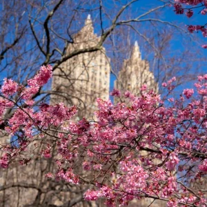 Okame Cherry Tree Live Plant – Pink Flowering Tree – 6-12 Inch Tall – Outdoor - Image 2