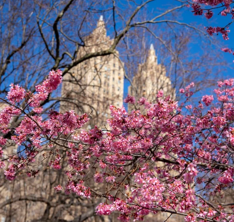 Okame Cherry Tree Live Plant – Pink Flowering Tree – 6-12 Inch Tall – Outdoor - Image 2