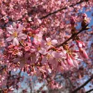 Okame Cherry Tree Live Plant – Pink Flowering Tree – 6-12 Inch Tall – Outdoor - Image 3