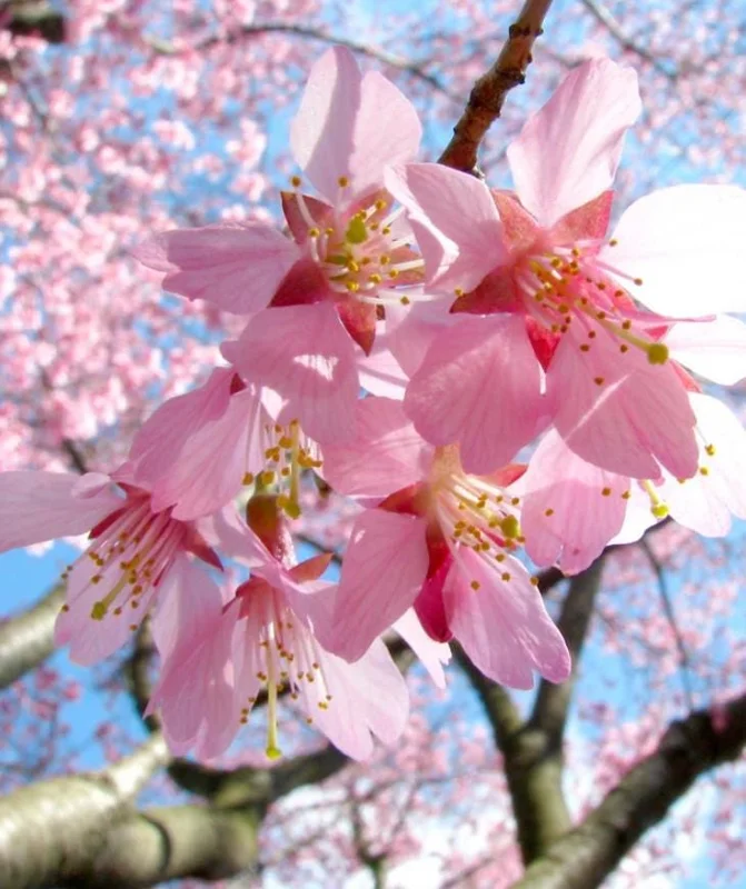 Okame Cherry Tree Live Plant – Pink Flowering Tree – 6-12 Inch Tall – Outdoor - Image 4