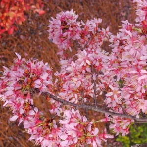 Okame Cherry Tree Live Plant – Pink Flowering Tree – 6-12 Inch Tall – Outdoor - Image 5