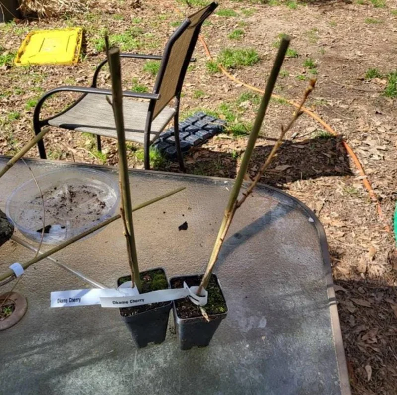 Okame Cherry Tree Live Plant – Pink Flowering Tree – 6-12 Inch Tall – Outdoor - Image 6