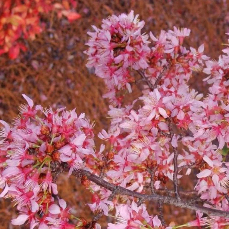 Okame Flowering Cherry Live Plant - 6-12" Tall - 3" Pot - Light Pink Blooms - Image 2