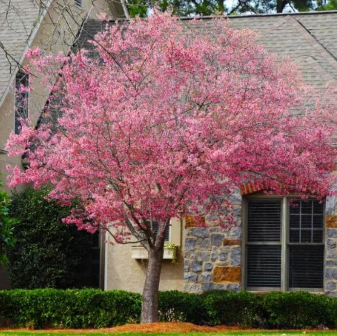Okame Flowering Cherry Live Plant - 6-12" Tall - 3" Pot - Light Pink Blooms - Image 3