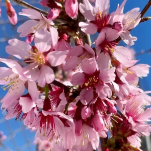 Okame Flowering Cherry Live Plant - 6-12" Tall - 3" Pot - Light Pink Blooms - Image 1