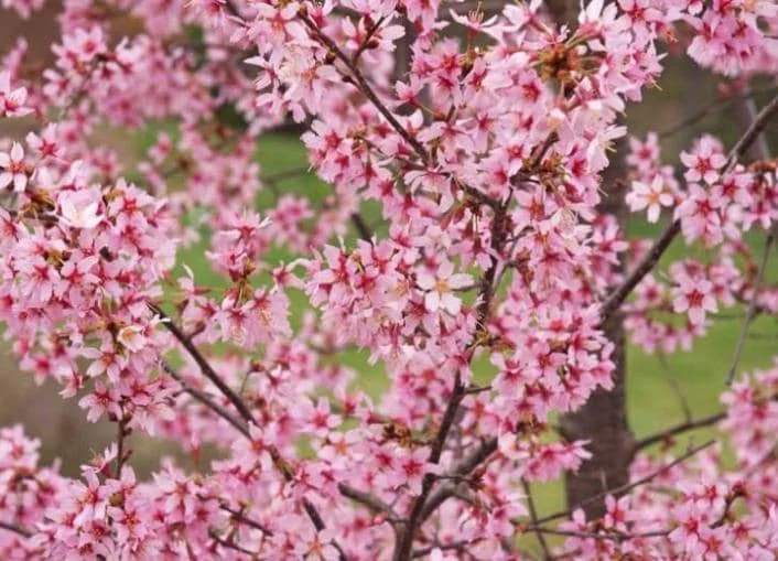 Okame Flowering Cherry Live Plant - 6-12" Tall - 3" Pot - Light Pink Blooms - Image 4